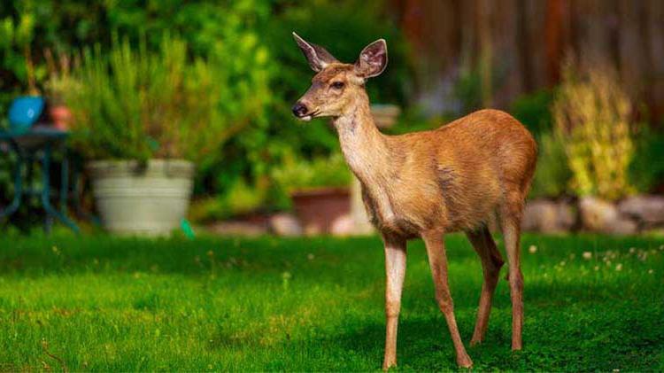 Deer in a yard.