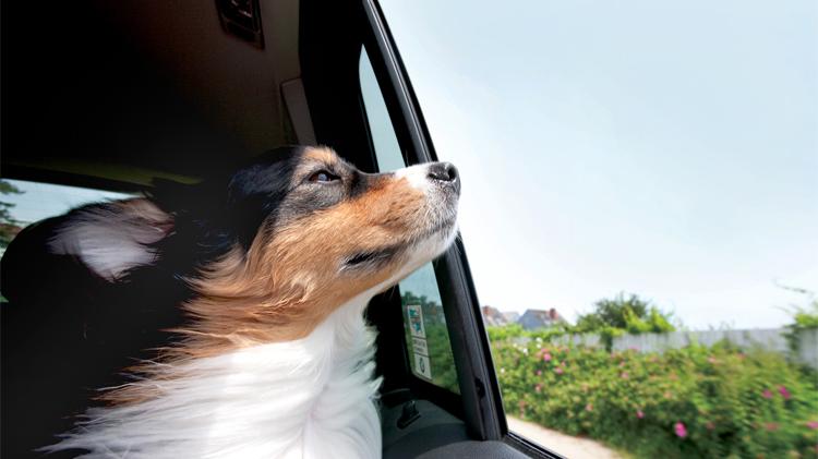 Dog's head hanging out the car window.