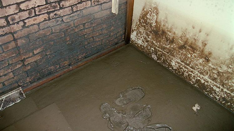 Household mold on walls of a basement.